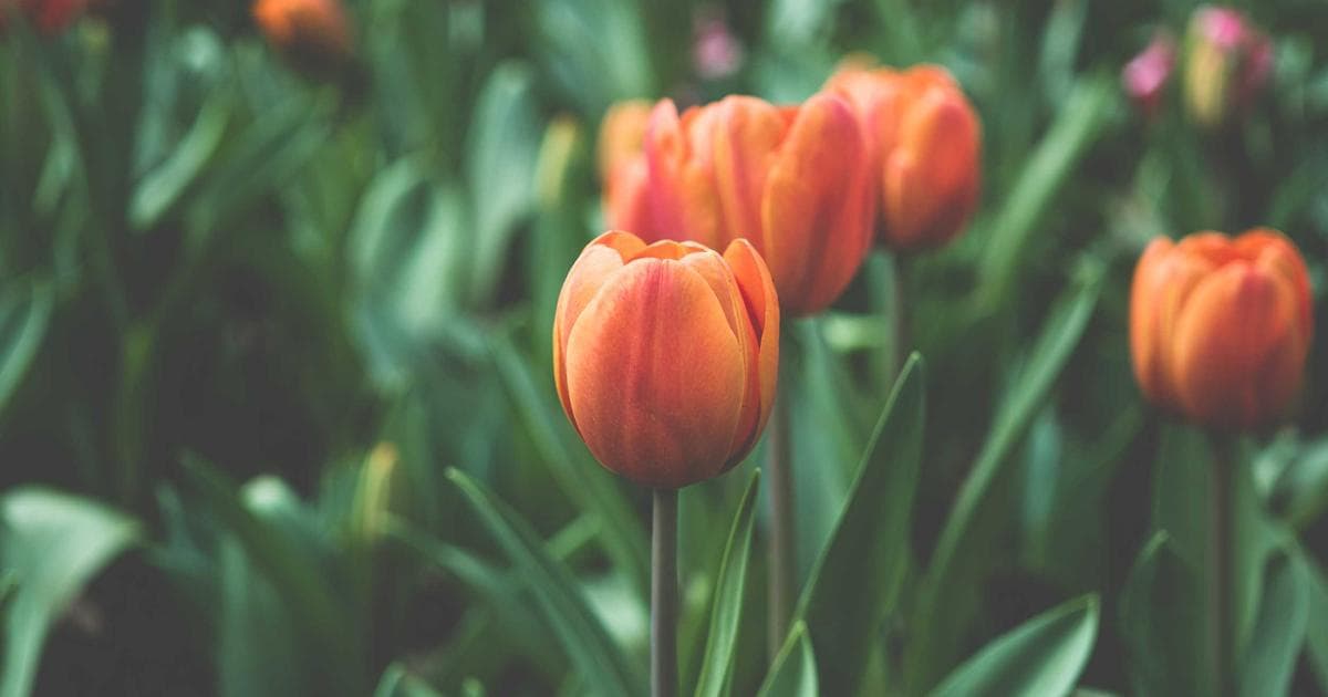 Building an Effective B2B Email Nurturing Sequence