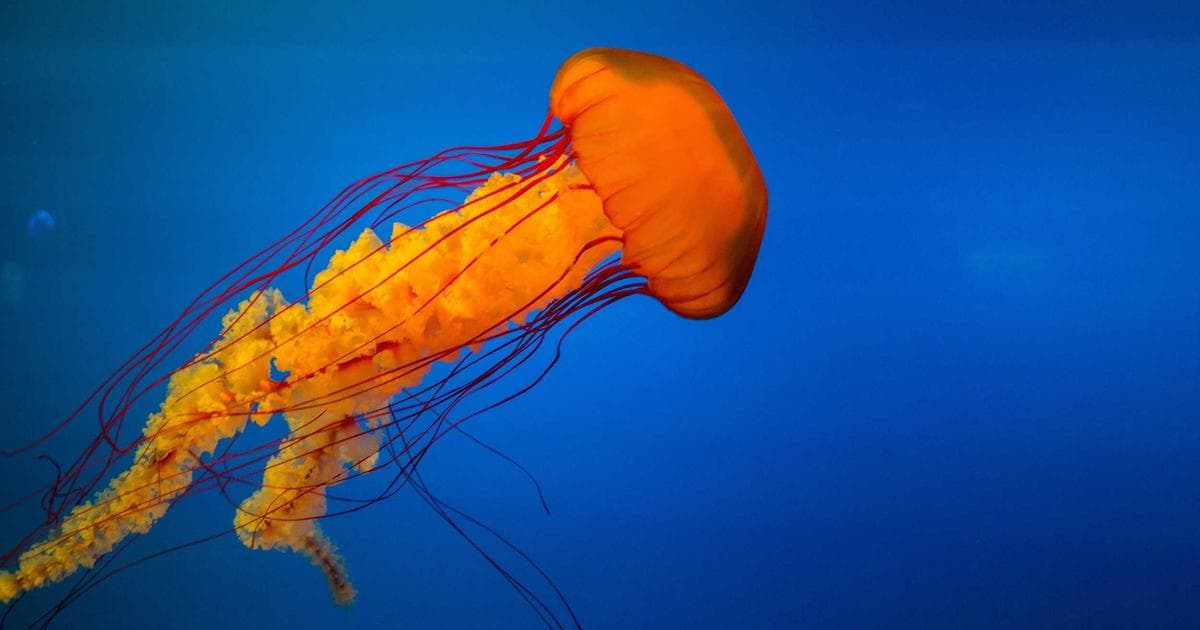 Canonical Tags Explained: How to Avoid Duplicate Content Issues