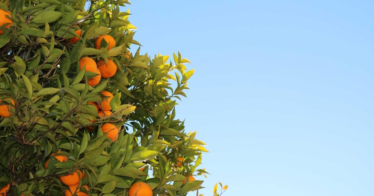 Creating a Must-Read Brand Newsletter: Tips from Industry Leaders