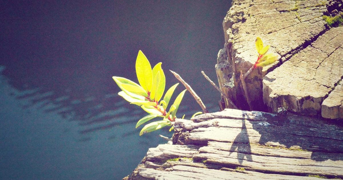 From Code to Content: A Developer's Guide to Technical SEO